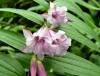 Show product details for Gentiana asclepiadea Pink Cascade